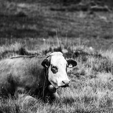 „zeitlos Am Berg“ Auf Der Hochrindl בית נופש